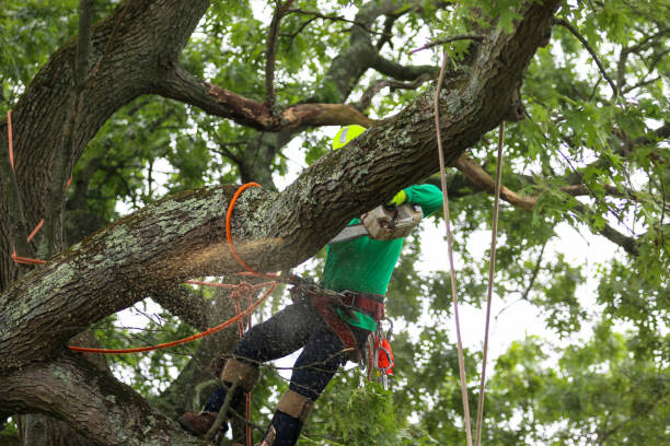 How Our Tree Care Process Works  in  Osborne, KS